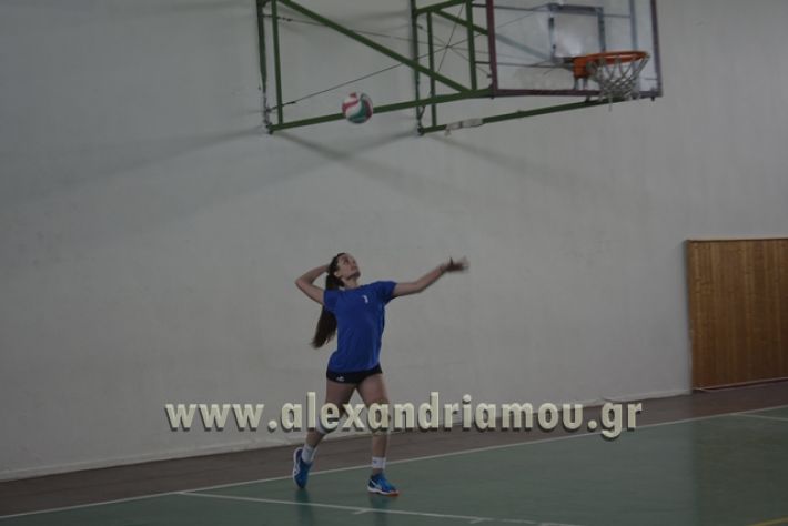 volley _1ogel-kassandra137